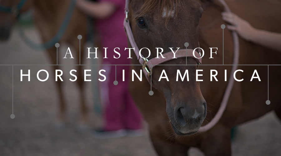 Horse Breeds Of North America