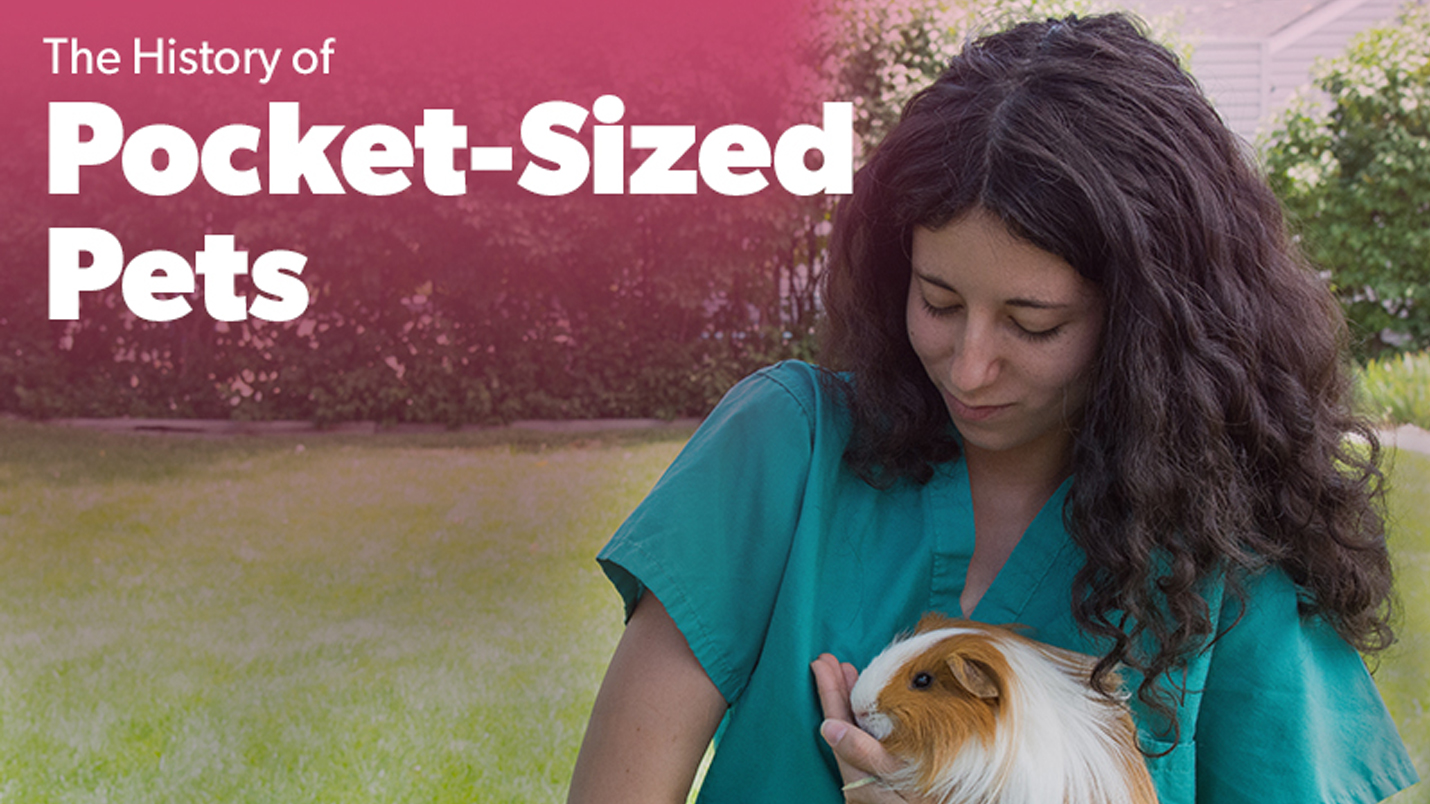 Pocket Sized Pets BelRea Institute of Animal Technology