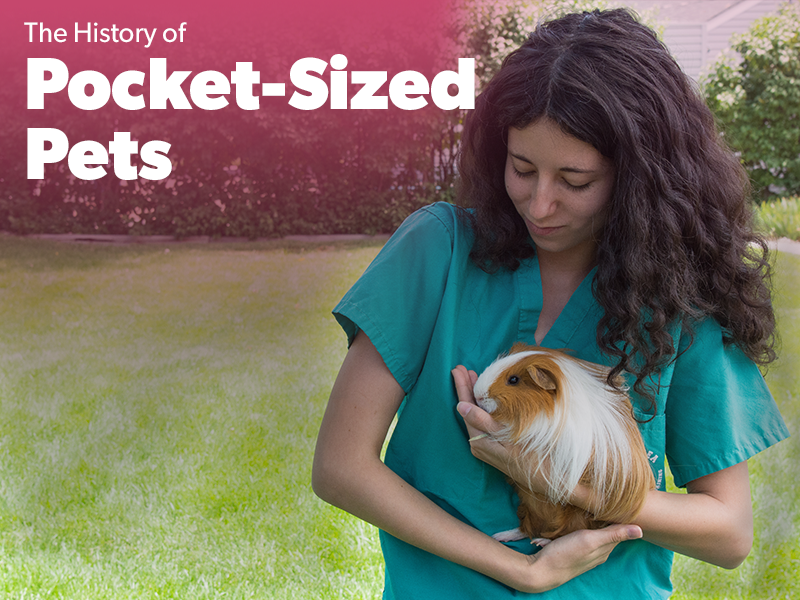 Pocket Sized Pets – Bel-Rea Institute of Animal Technology