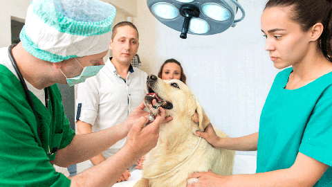 Veterinary Dentistry in Your General Practice