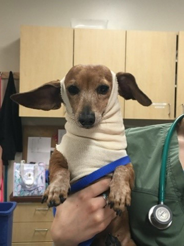 dog in bandage