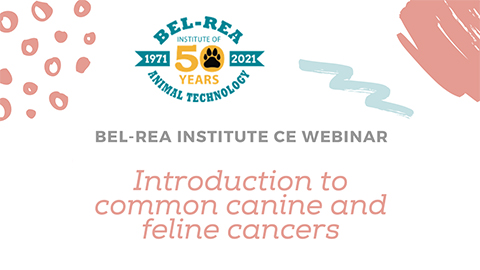 Introduction to Common Canine and Feline Cancer
