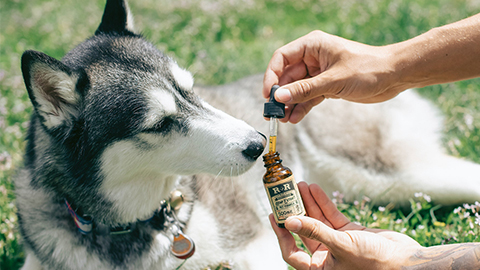 Cannabidiol (CBD) for Veterinary Patients – How It Works, What It’s For & Potential Downsides
