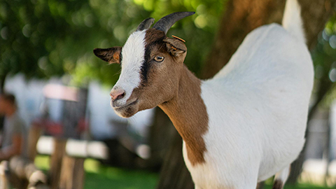 City Goats: An Urban Veterinary Technicians Crash Course