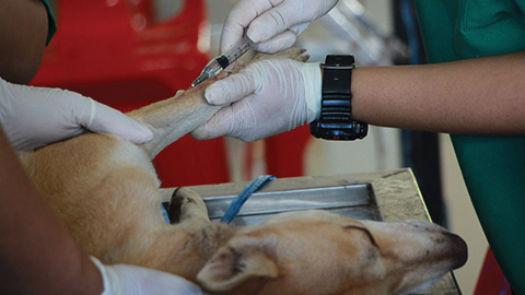 ER Bootcamp: A Crash Course in Emergency Medicine