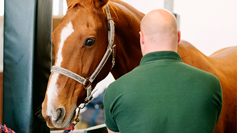 ABC’s of Equine Anesthesia