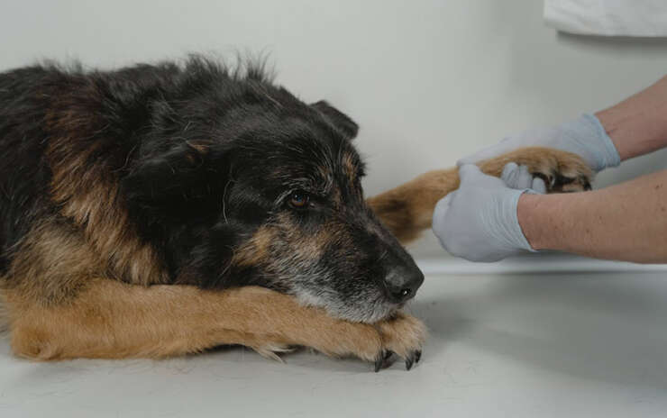 ER Bootcamp: A Crash Course in Emergency Medicine