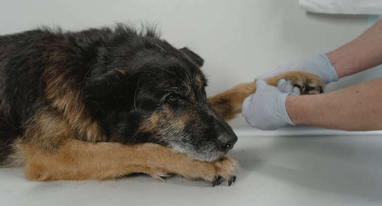 ER Bootcamp: A Crash Course in Emergency Medicine