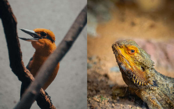 Husbandry Matters: An overview of Reptile and Avian Husbandry