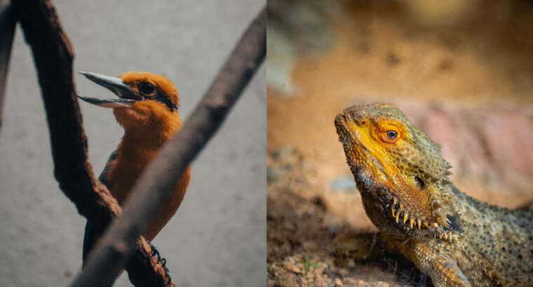 Husbandry Matters: An overview of Reptile and Avian Husbandry