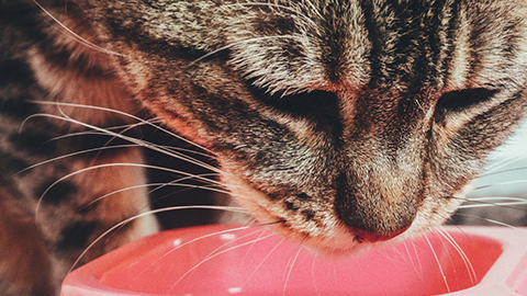 Getting Cats to Eat: It is More Than Pouring Food into a Bowl