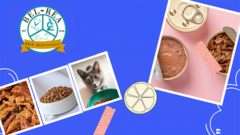 Cat Nutrition: Getting Cats to Eat