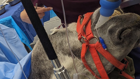 ABC’s of Equine Anesthesia