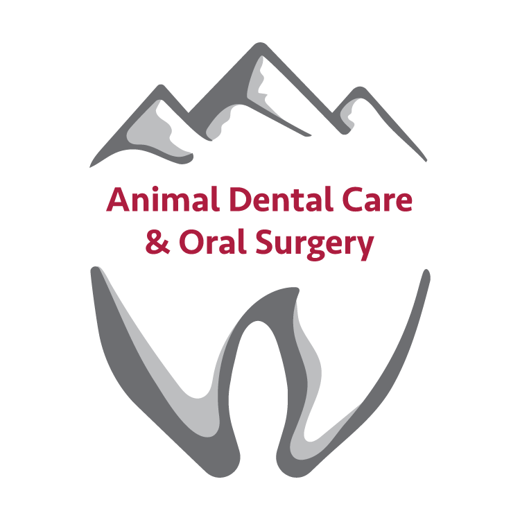Animal Dental Care and Oral Surgery BelRea Institute of Animal