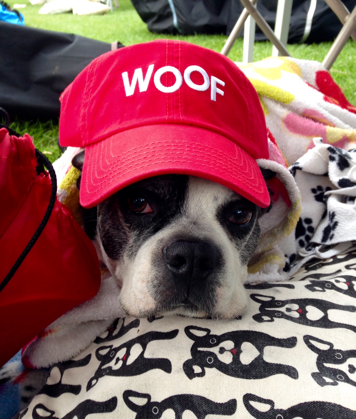 VCA Orchard Animal Hospital BelRea Institute of Animal Technology